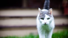 Grass Animals cats green eyes blurred background