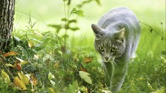 Grass Animals cats grey