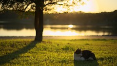 Grass Animals cats Japan lakes Parks bokeh sunlight depth of 