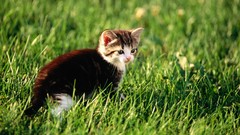 Grass Animals cats Kittens