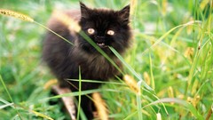 Grass Animals cats Kittens