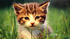 Grass Animals cats Kittens baby animals