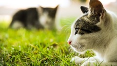 Grass Animals cats Kittens domestic cat