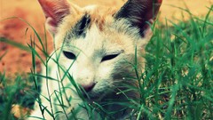 Grass Animals cats Kittens pets