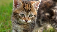 Grass Animals cats kittie pets