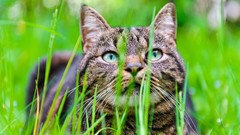 Grass Animals cats Mammals