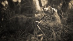 Grass Animals cats monochrome