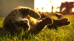 Grass Animals cats outdoors