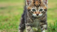 Grass Animals cats pets