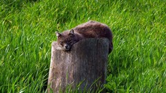 Grass Animals cats pets