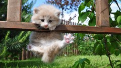 Grass Animals cats Plants Kittens