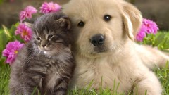 Grass Animals cats Puppies Kittens