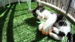 Grass Animals cats rocket Kittens green eyes