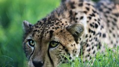 Grass Animals cheetahs