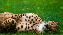 Grass Animals cheetahs feline