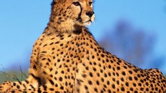 Grass Animals cheetahs wild animals blue skies