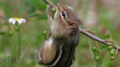 Grass Animals chipmunks