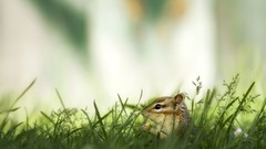 Grass Animals chipmunks