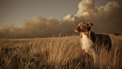 Grass Animals clouds Dogs