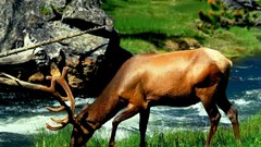 Grass Animals deer elk eating