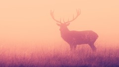 Grass Animals deer silhouettes