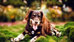 Grass Animals Dogs bokeh open mouth blurred background