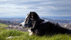Grass Animals Dogs collie outdoors pets border collies