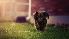 Grass Animals Dogs dachshund