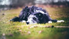 Grass Animals Dogs depth of field