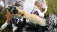 Grass Animals Dogs fight battles