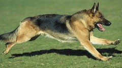 Grass Animals Dogs German shepherd