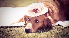 Grass Animals Dogs hats lying down