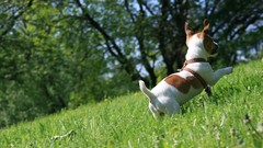 Grass Animals Dogs pets