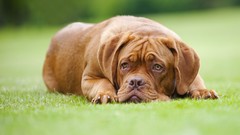 Grass Animals Dogs pets