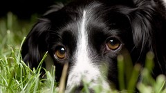 Grass Animals Dogs pets