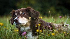Grass Animals Dogs Wildflowers