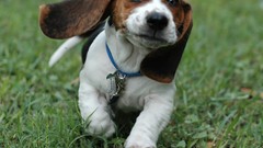Grass Animals eyes Dogs running faces beagle