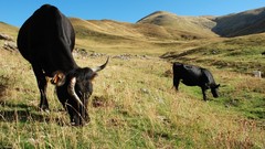 Grass Animals food Cows walk