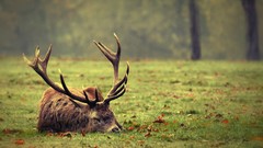 Grass Animals forests