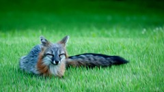 Grass Animals foxes