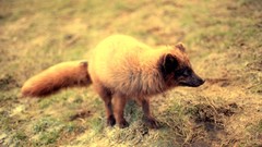 Grass Animals foxes
