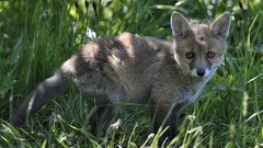 Grass Animals foxes baby animals