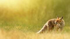 Grass Animals foxes depth of field