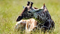 Grass Animals Giraffes