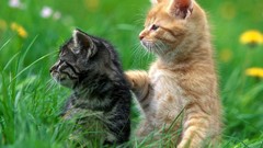 Grass Animals Green cats funny