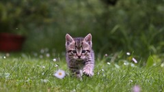 Grass Animals Green cats Kittens