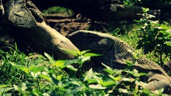 Grass Animals iguana Wood camouflage