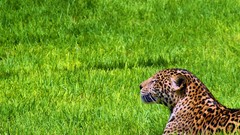 Grass Animals jaguars