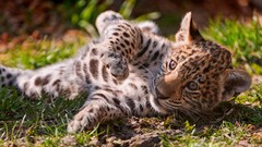 Grass Animals jaguars feline baby animals