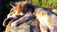 Grass Animals Kittens peace